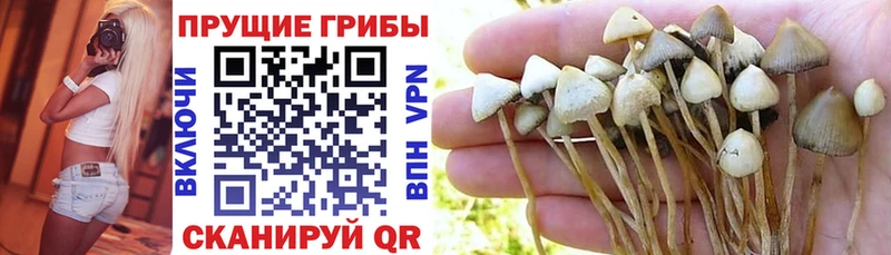 Купить закладки  Нарткала  Псилоцибиновые грибы Cubensis 
